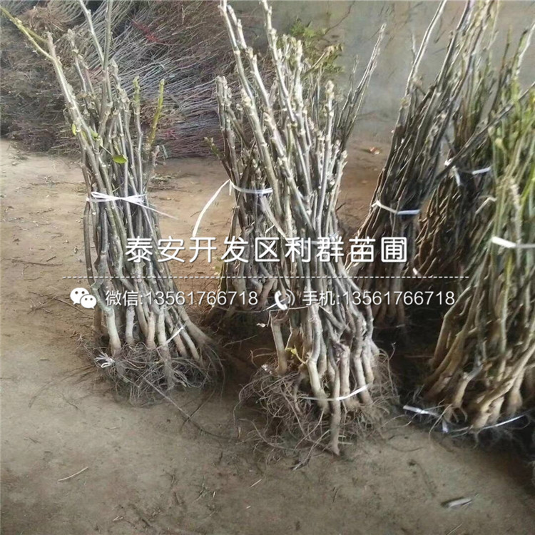 山東黃冠梨苗出售、山東黃冠梨苗價格