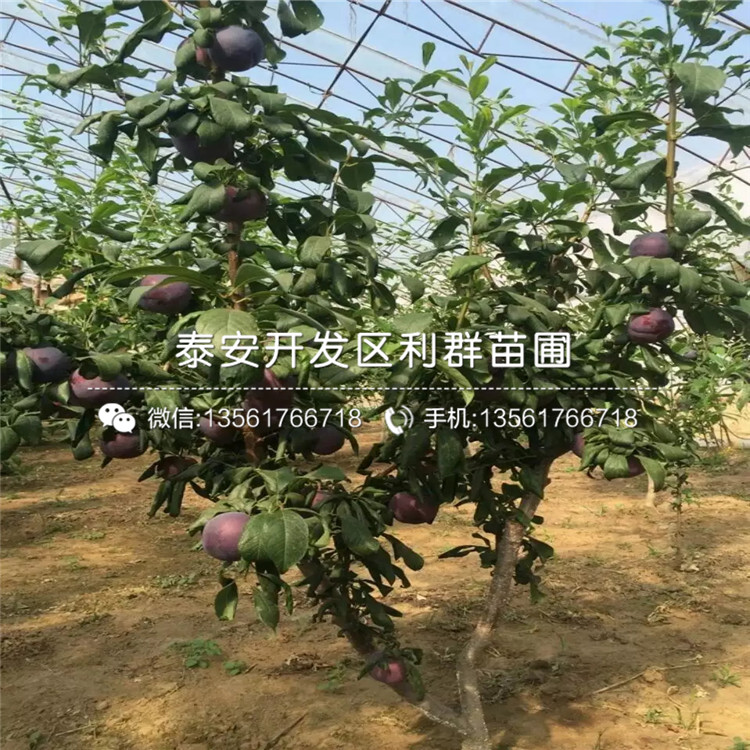 1公分柿子苗批發(fā)價格是多少