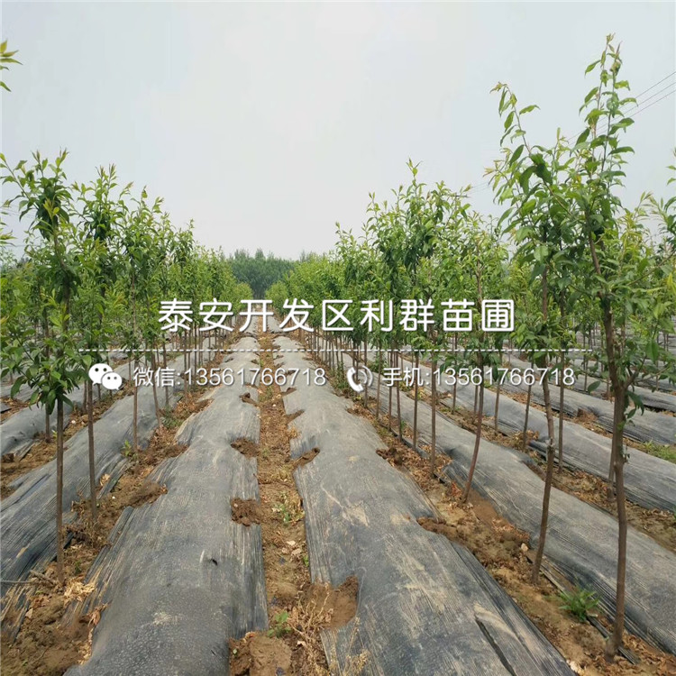 山東大紅袍李子苗、山東大紅袍李子苗批發(fā)基地
