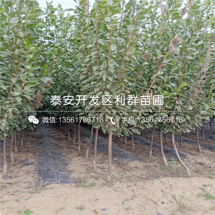 大李子樹(shù)苗報(bào)價(jià)、2019年大李子樹(shù)苗多少錢(qián)一棵