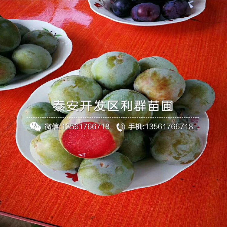 哪里有短枝蘋果苗批發(fā)