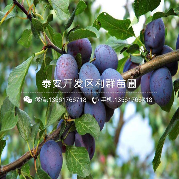杰兔藍(lán)莓苗出售、2019年杰兔藍(lán)莓苗出售