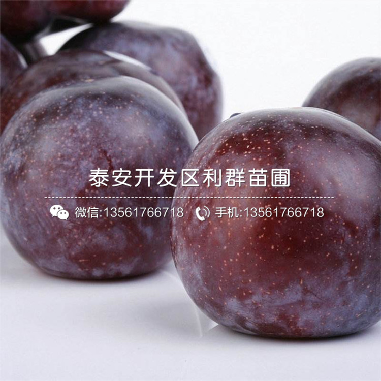 杰兔藍(lán)莓苗出售、2019年杰兔藍(lán)莓苗出售