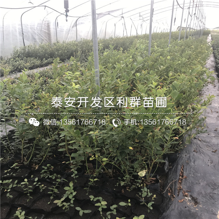 泰安无花果苗、泰安无花果苗出售