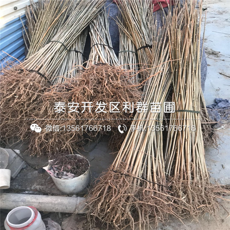 板栗小苗、板栗小苗出售基地