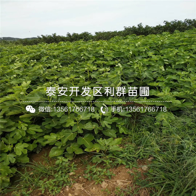 山東大紅袍李子苗、山東大紅袍李子苗批發(fā)基地