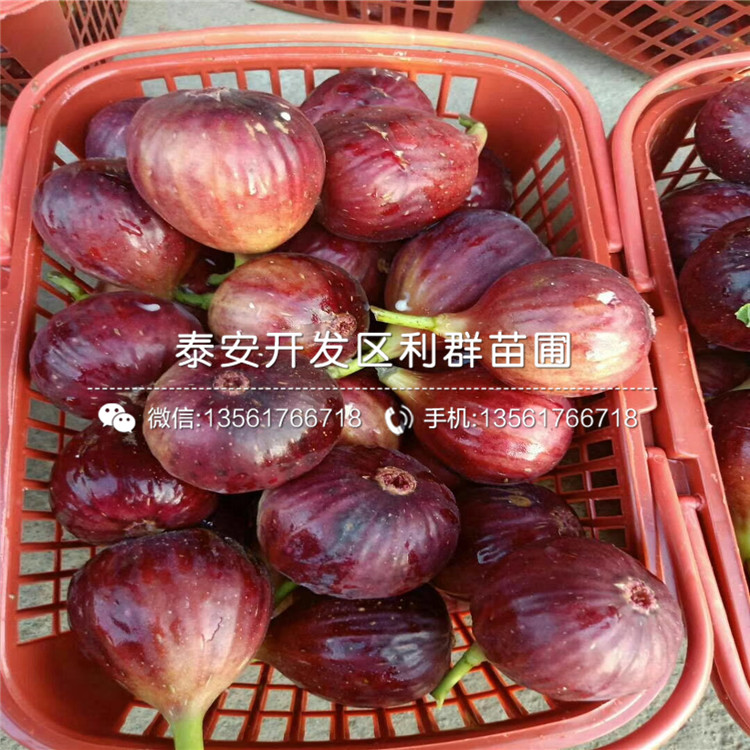 杰兔藍(lán)莓苗出售、2019年杰兔藍(lán)莓苗出售