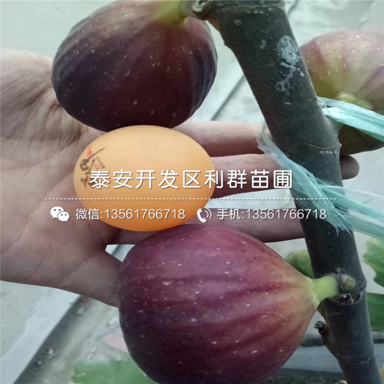 2019年美國黑布林李子苗新品種