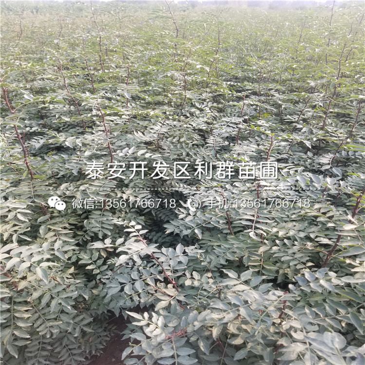 山東大紅袍李子苗、山東大紅袍李子苗批發(fā)基地