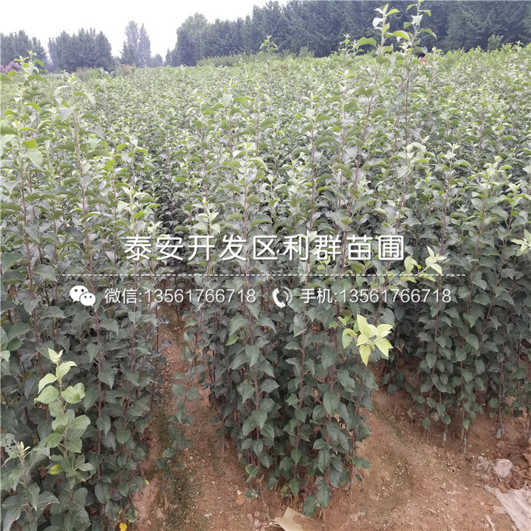 矮化M26蘋(píng)果樹(shù)苗批發(fā)、矮化M26蘋(píng)果樹(shù)苗多少錢(qián)一棵