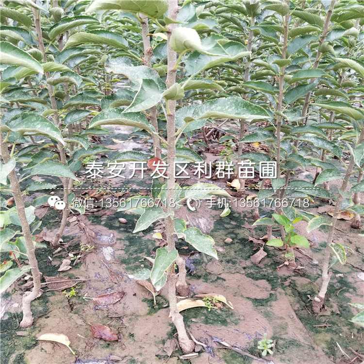 2019年頂峰藍(lán)莓樹苗報(bào)價(jià)、今年頂峰藍(lán)莓樹苗價(jià)格多少