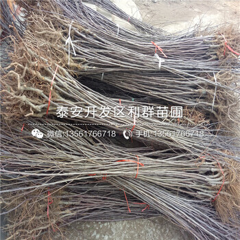 2019年早生喜水梨樹苗品種