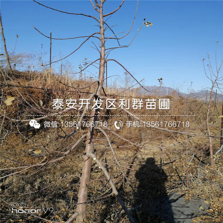 早酥紅梨樹苗、2019年早酥紅梨樹苗報價