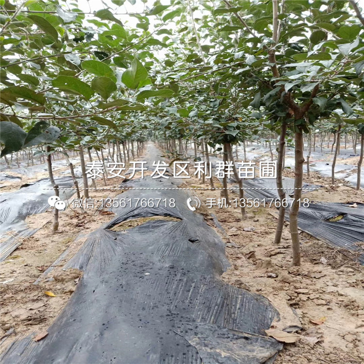 黑琥珀李子苗批發(fā)、黑琥珀李子苗出售基地