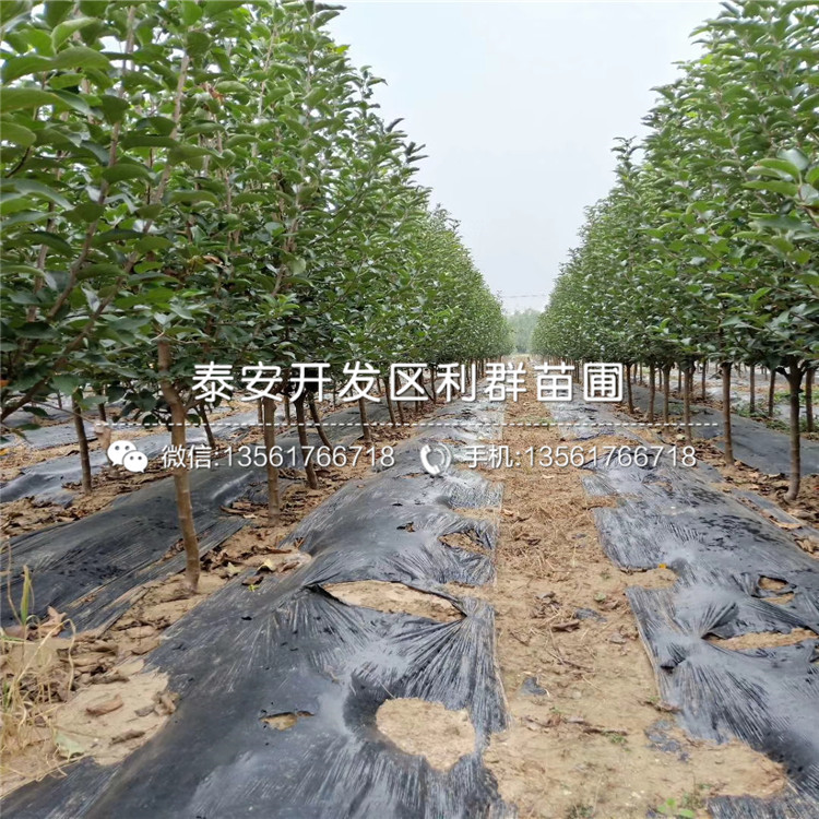 2019年牛心柿子苗、牛心柿子苗多少錢一棵