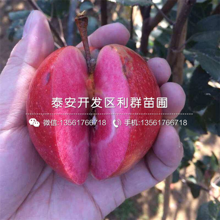 6公分香椿樹苗、6公分香椿樹苗價(jià)錢多少
