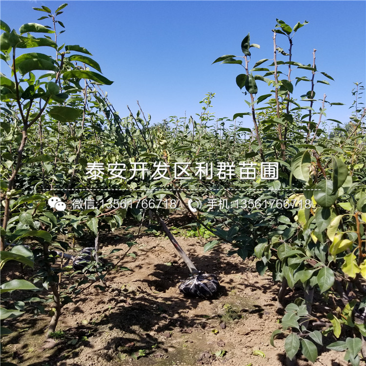 2019年7公分梨苗、2019年7公分梨苗基地