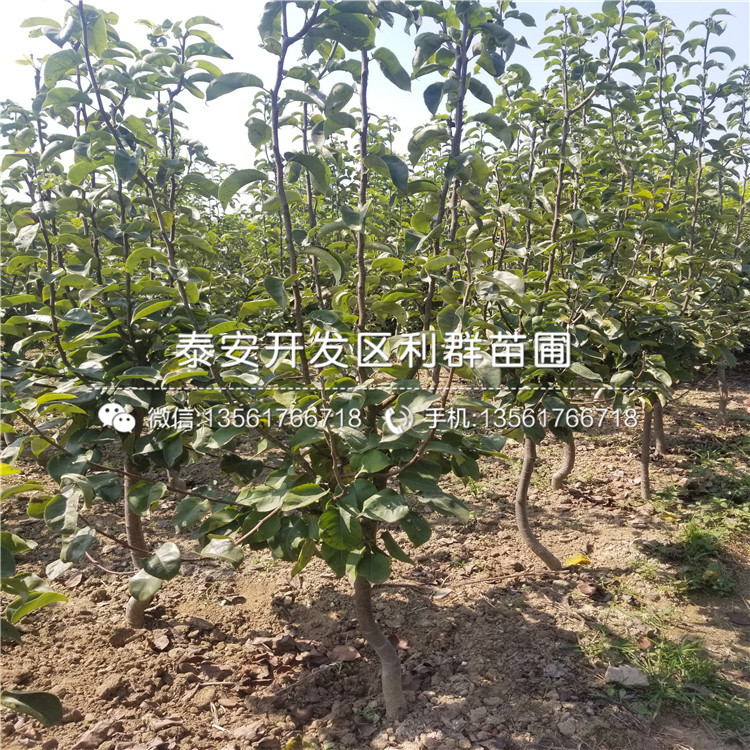 2019年4公分無花果樹苗出售基地