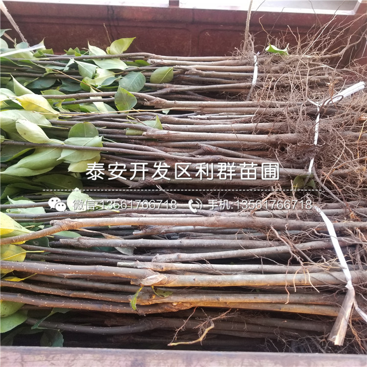 无花果树苗价格是多少