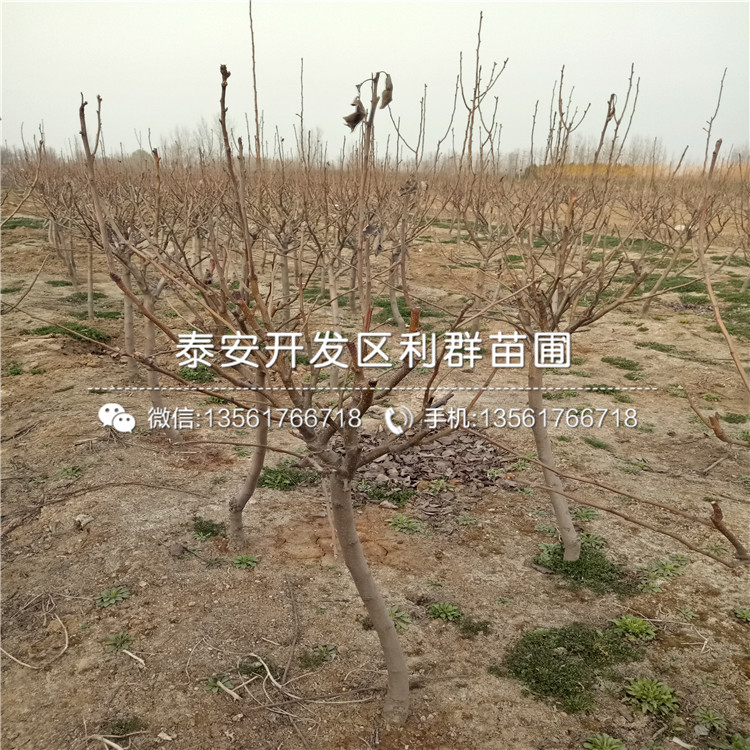 山東嘎啦蘋果苗價格及報價
