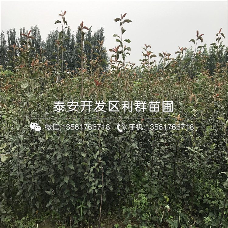 2019年8公分柿子苗、2019年8公分柿子苗批發(fā)