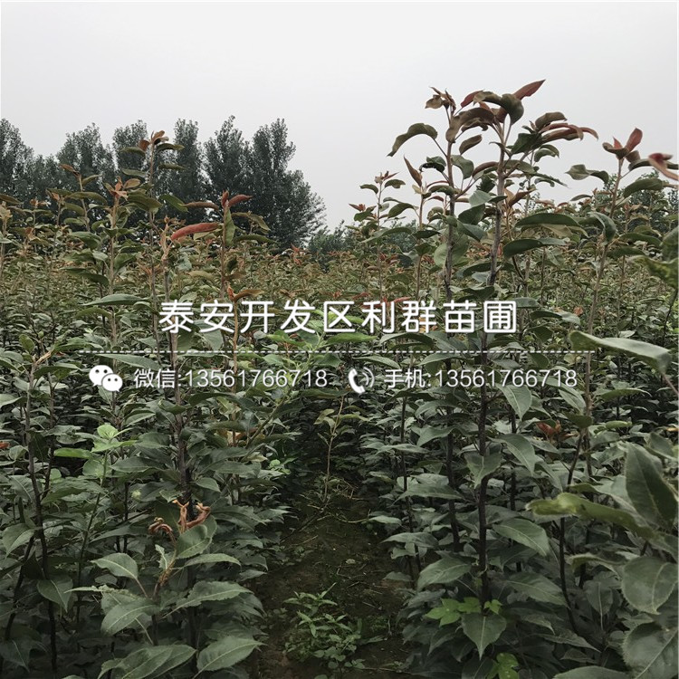 泰山板栗苗、山東泰山板栗苗