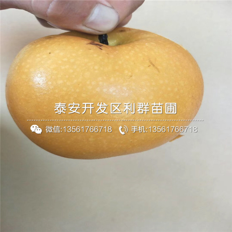 黃冠梨樹苗品種簡介、黃冠梨樹苗多少錢一棵