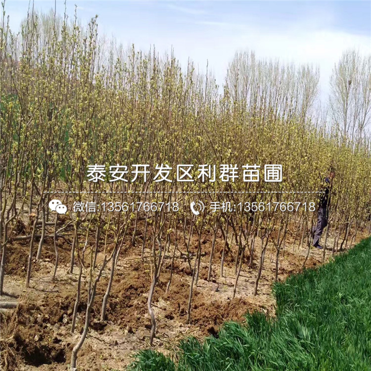 山東批發(fā)花椒苗報價、山東批發(fā)花椒苗價格多少