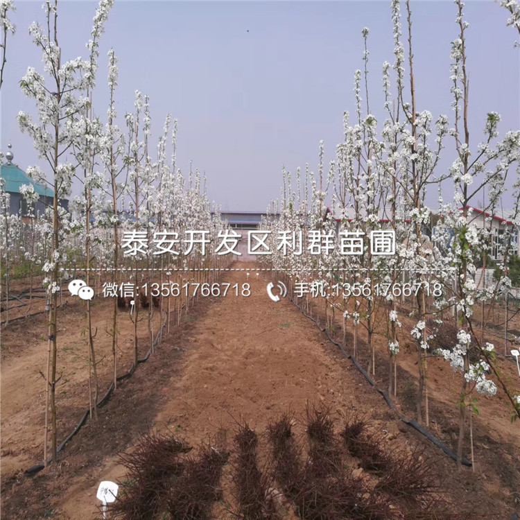 哈里森藍(lán)莓苗銷售基地