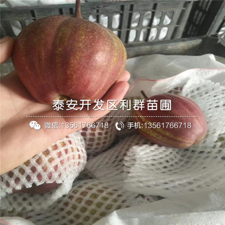 山東雙豐藍(lán)莓樹苗價(jià)格、山東雙豐藍(lán)莓樹苗多少錢一棵