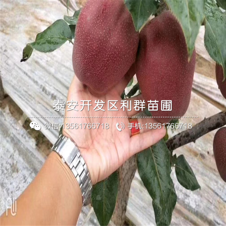 2019年半邊紅李子樹苗價格