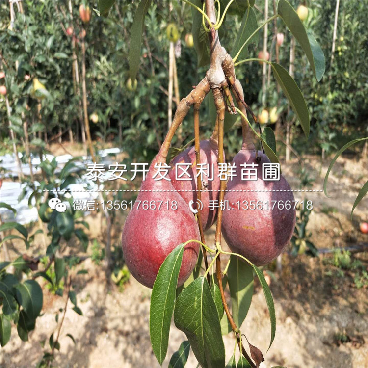 山東美國大紅李子樹苗批發(fā)價格、山東美國大紅李子樹苗出售基地