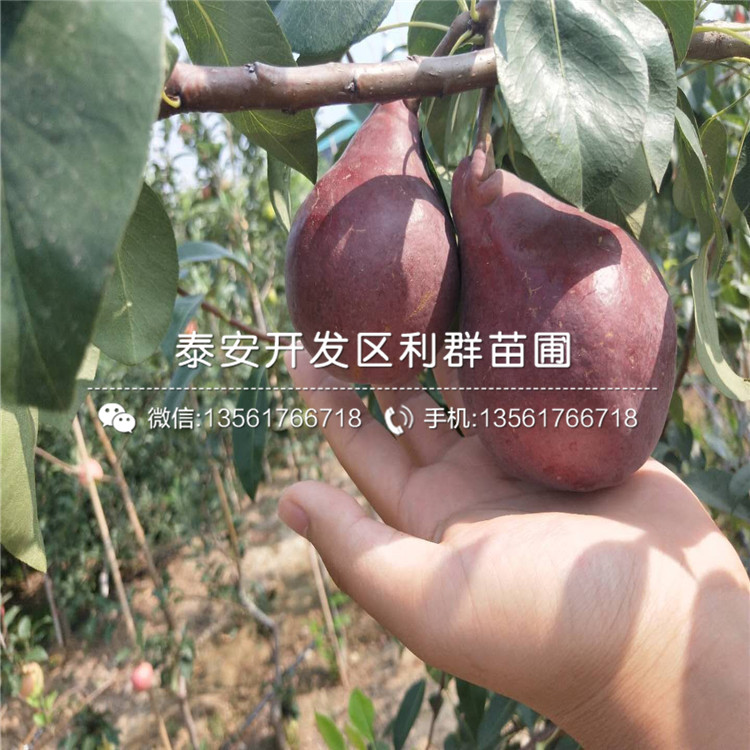山東布萊登藍莓苗出售價格多少