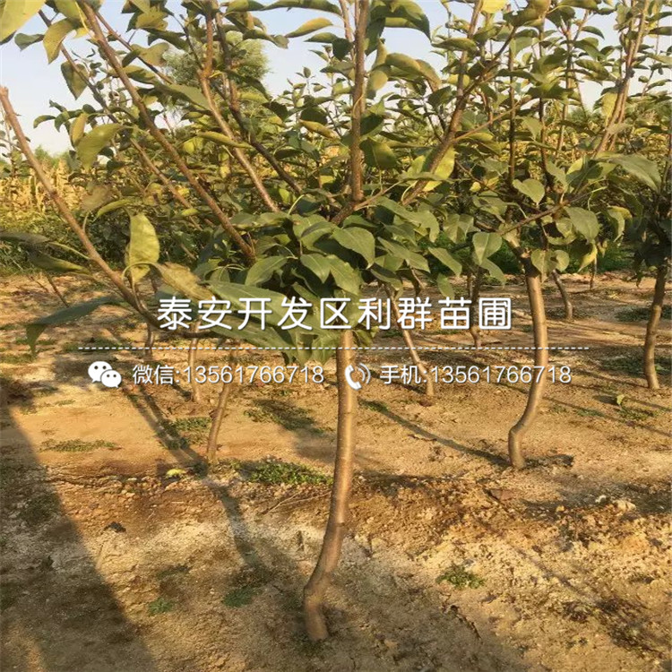 出售板栗樹苗、出售板栗樹苗出售基地