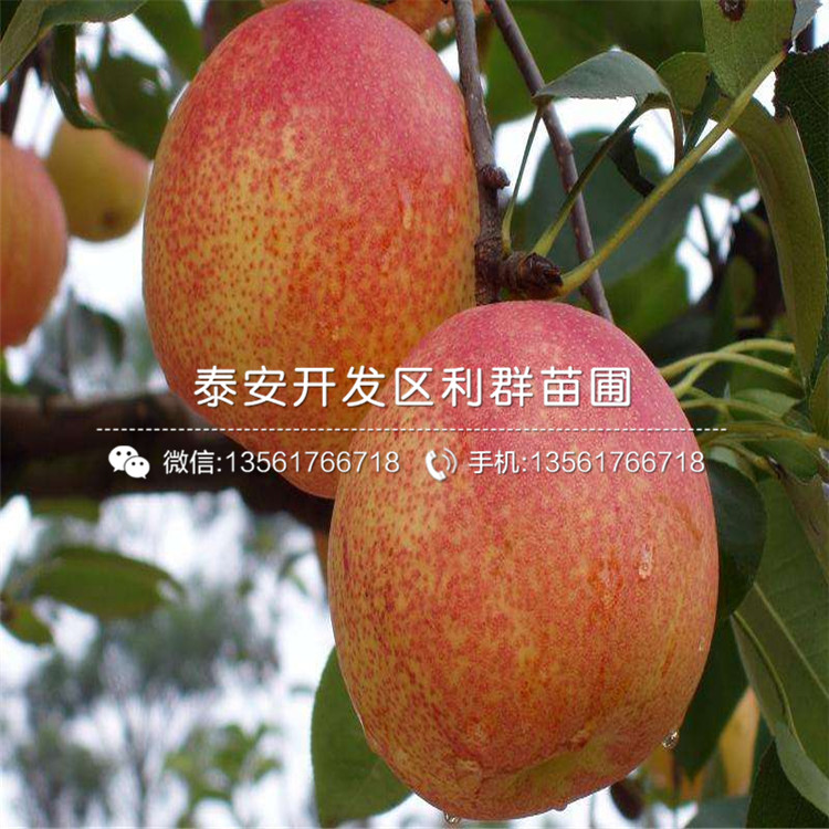 黑琥珀李子苗批發(fā)、黑琥珀李子苗出售基地