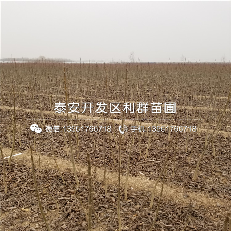 黑柿子樹苗出售、2019年黑柿子樹苗基地