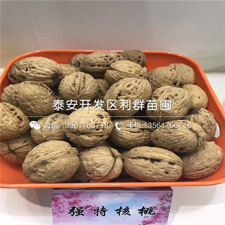 2019年花椒樹苗出售價格、2019年花椒樹苗出售基地