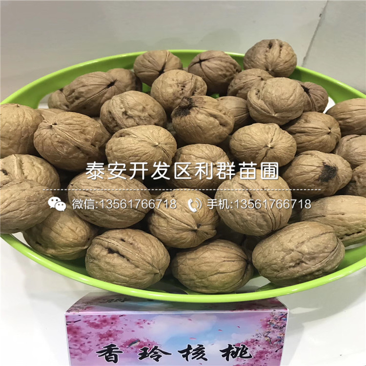 布萊登藍(lán)莓樹苗什么價(jià)錢