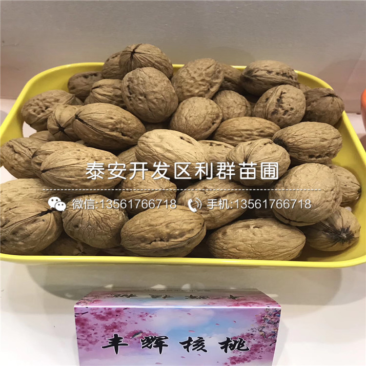 薄殼板栗苗出售、2019年薄殼板栗苗出售