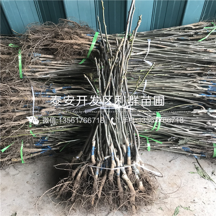 神富一號蘋果樹苗出售、2019年神富一號蘋果樹苗基地