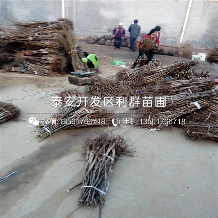 考斯特藍莓苗批發(fā)、考斯特藍莓苗價格是多少