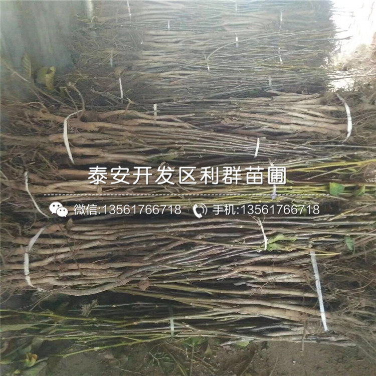 煙富八號(hào)蘋果苗出售、2019年煙富八號(hào)蘋果苗批發(fā)
