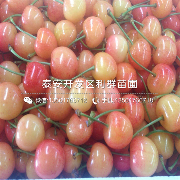 哪里有自根砧蘋果苗賣、2019年自根砧蘋果苗價(jià)格