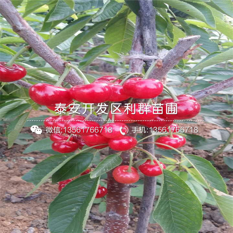 山東玉露香梨苗、山東玉露香梨苗報(bào)價(jià)