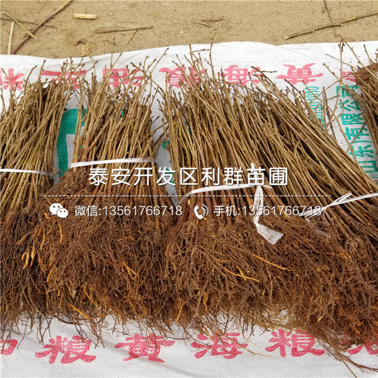 煙富六號蘋果樹苗價格是多少