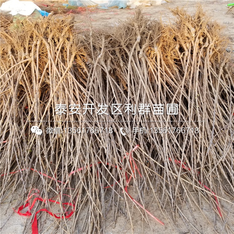 原生板栗苗、原生板栗苗價(jià)格是多少