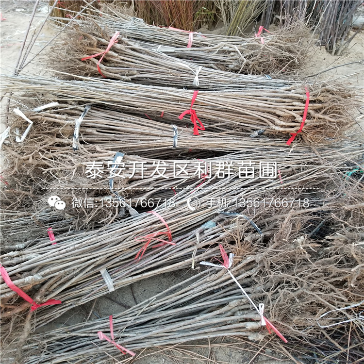 山東潤太一號蘋果苗多少錢一棵