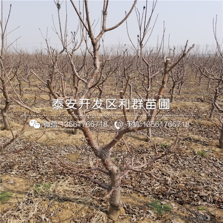 山東雙矮蘋果苗多少錢