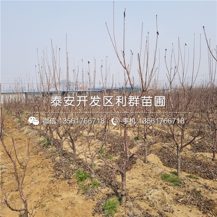 脆紅李子樹苗批發(fā)、脆紅李子樹苗批發(fā)基地