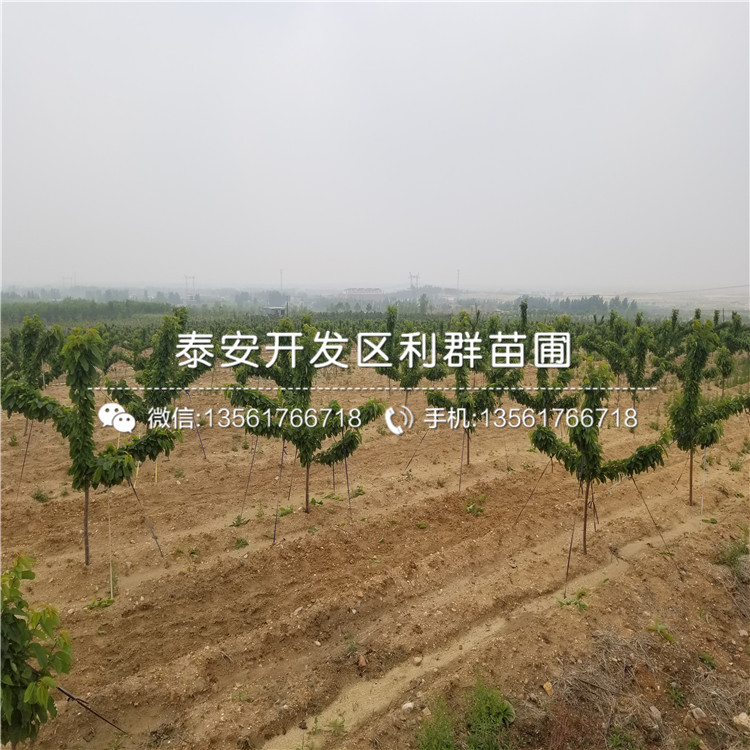 新品種北藍(lán)藍(lán)莓苗批發(fā)基地
